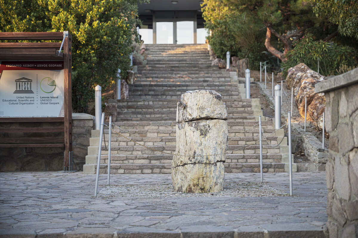 Natural History Museum of the Lesvos Petrified Forest - Image 3