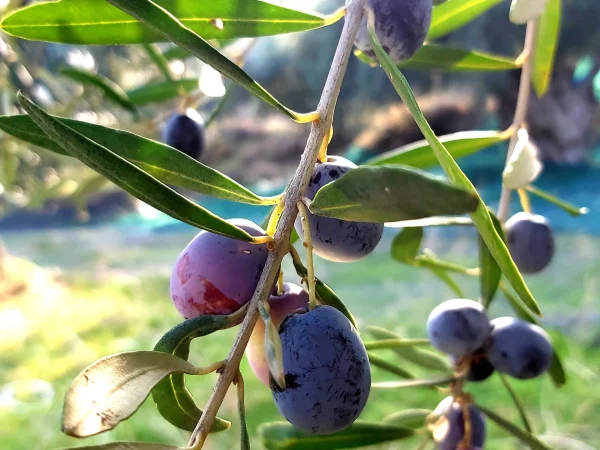 Olive-Trees-AVati-64-scaled.jpg