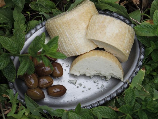 cheese-scaled-e1689584977201