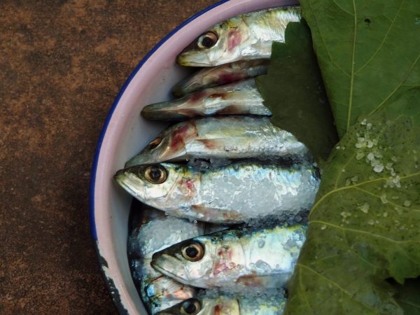 sardines-scaled-e1689585164955